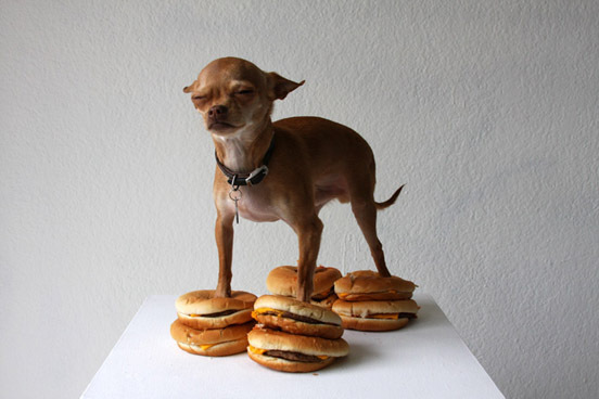 cheese-burger-dog