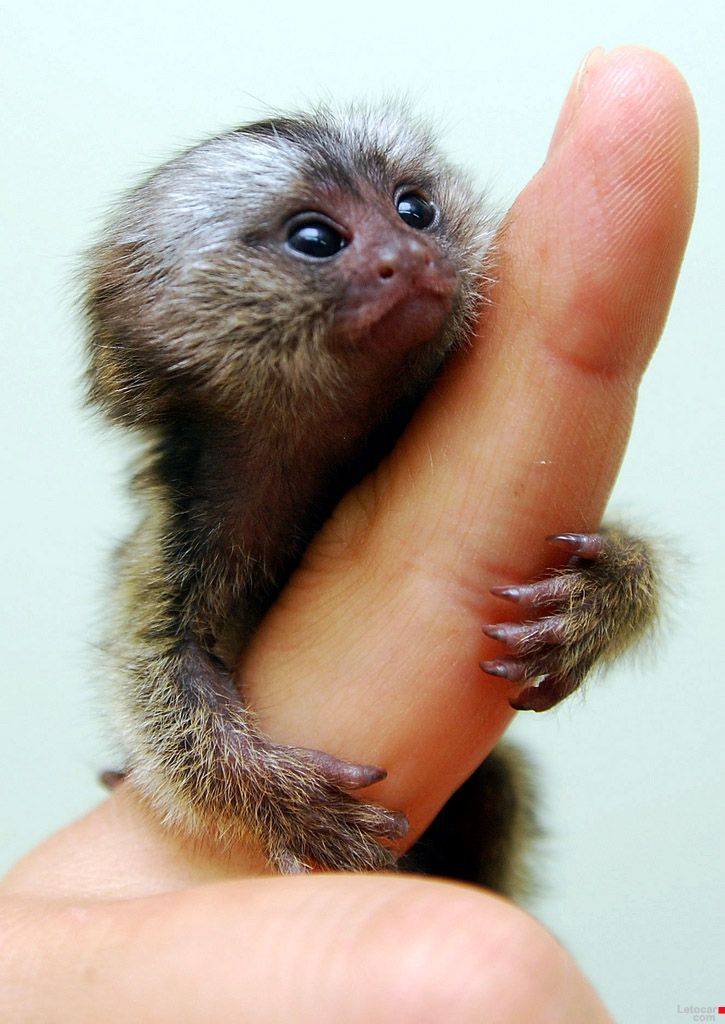 Finger Monkey