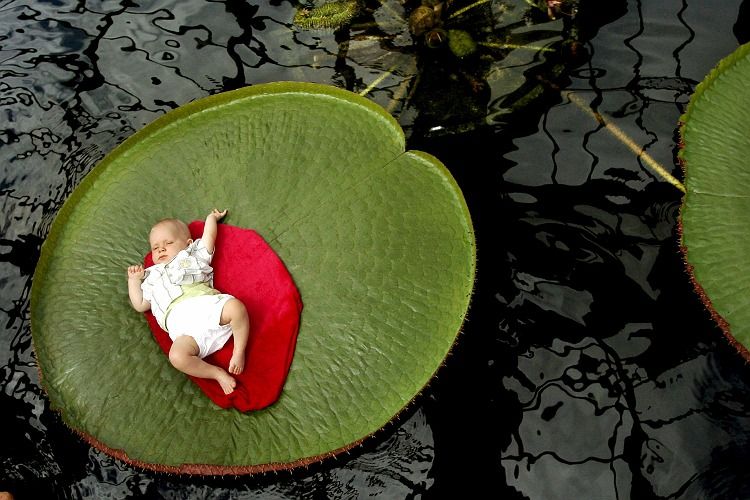 baby on lilly pad