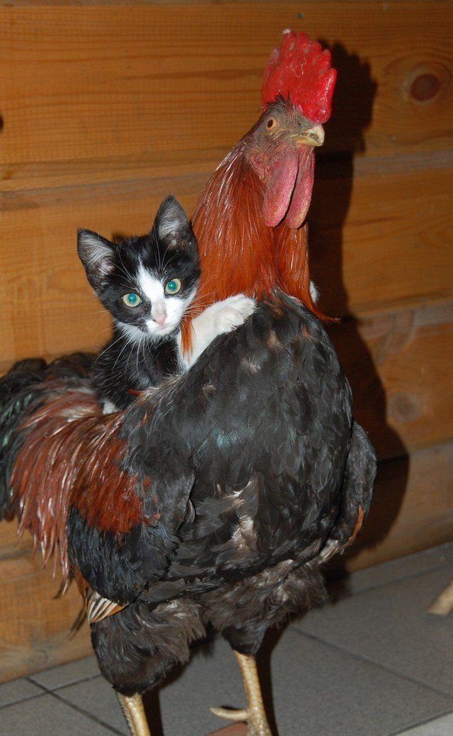 Little Pussy With Cock