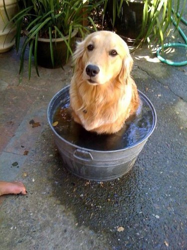 dog-in-bucket-375x500.jpg