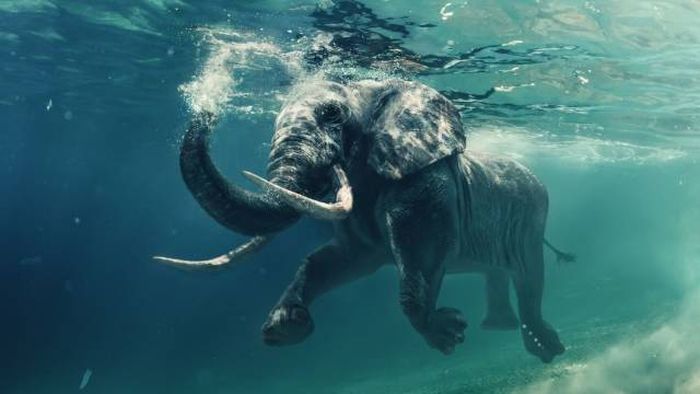 underwater elephant