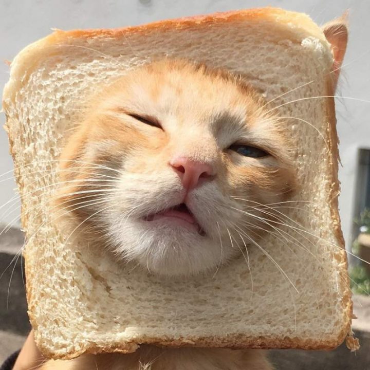 Bread Cat | MyConfinedSpace