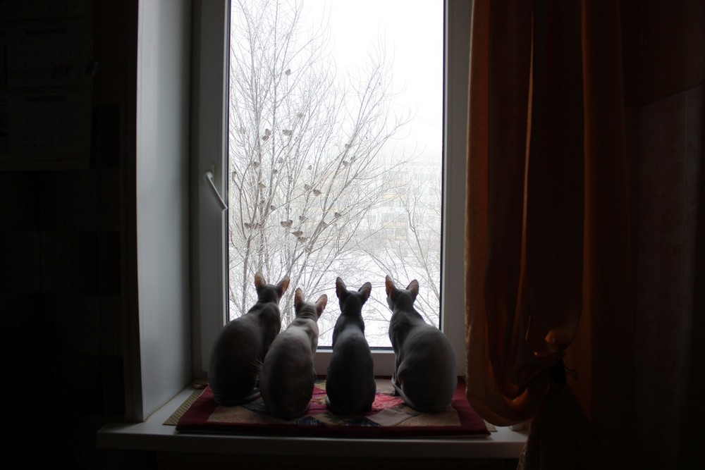 cat audience.jpg