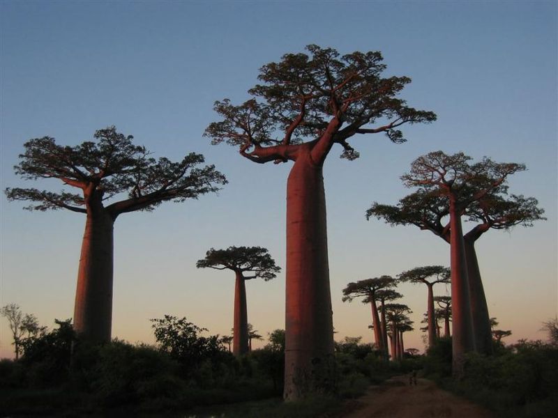 baobabs.jpg