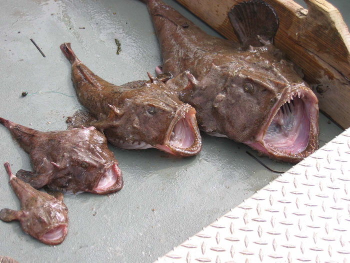 monkfish.jpg