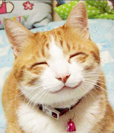 happy cat.jpg