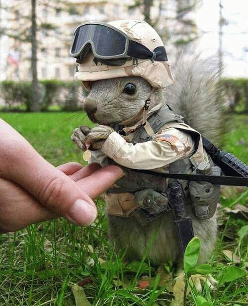 army-squirrel.jpg