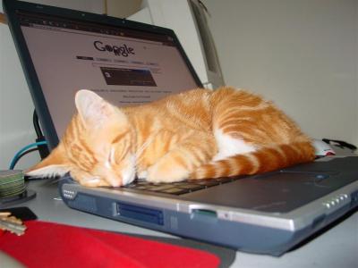 sleepy-google-cat.jpg