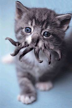 cthulhu-kitty.jpg