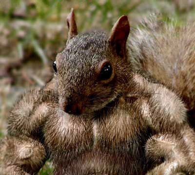 muscled-squirrel.jpg
