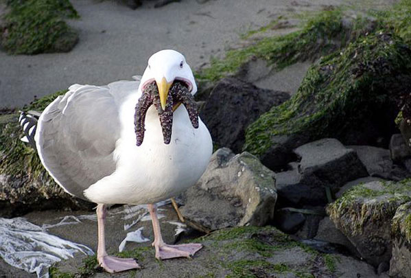 cthulhu-seagull.jpg