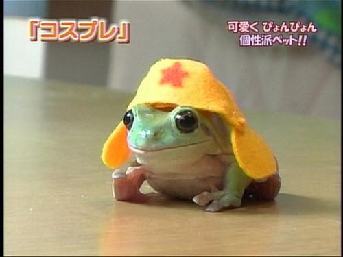 japanese-frog.jpg