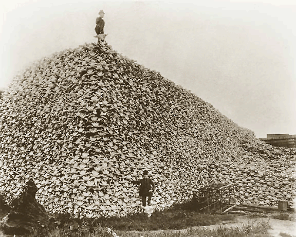 bison_skull_pile_ca1870.png