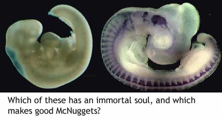 fetus-vs-mcnugget.jpg