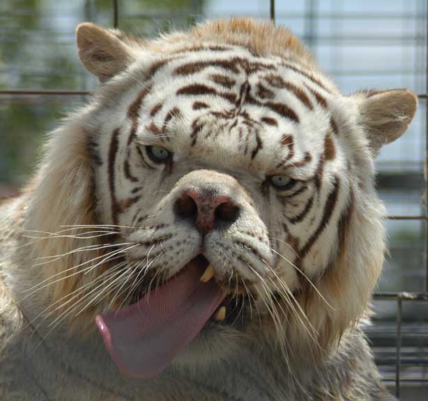 ugly-tiger.jpg