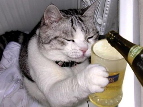 cat-beer.jpg