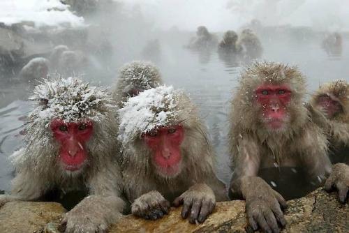 ice-monkey.jpg