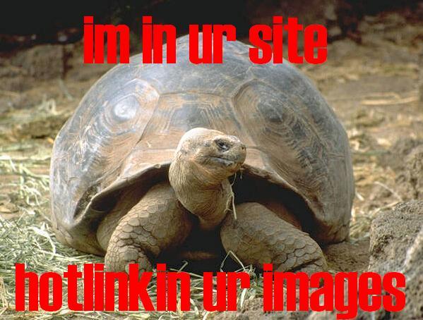 tortoise_hotlink.jpg