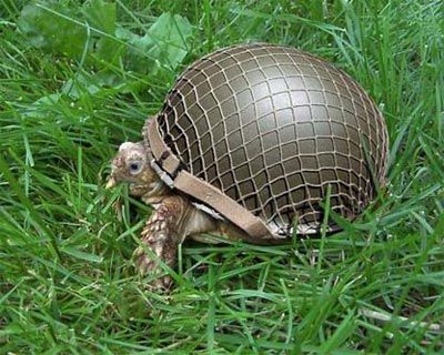 turtle-soldier.jpg