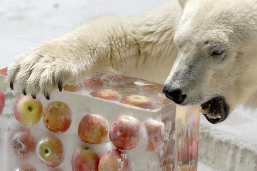 polar-bear-apple-ice-cubes.jpg