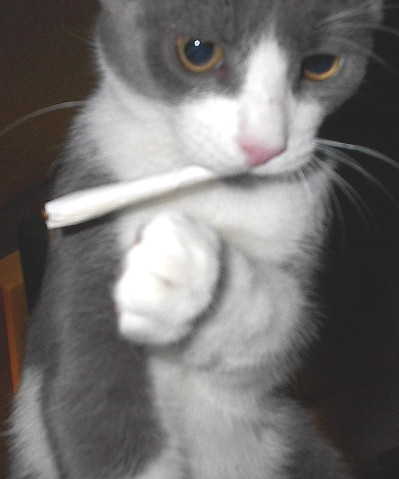 weed-kitty.jpg