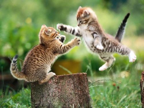 cat-vs-kitty.jpg
