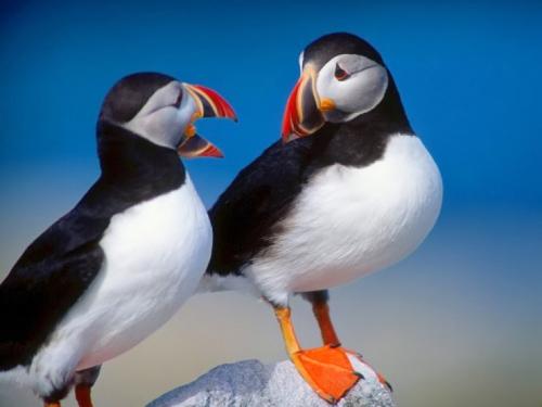 puffins.jpg