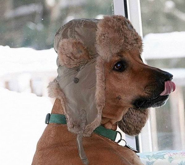 doggy-hat.jpg