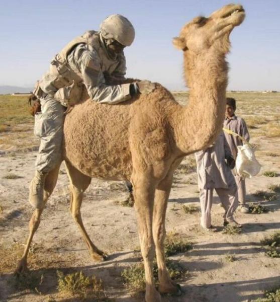 camel-rider.jpg