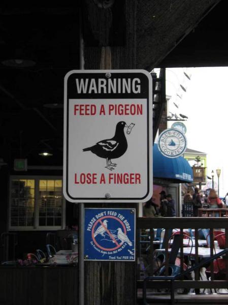 feed-pigeon-lose-a-finger.jpg