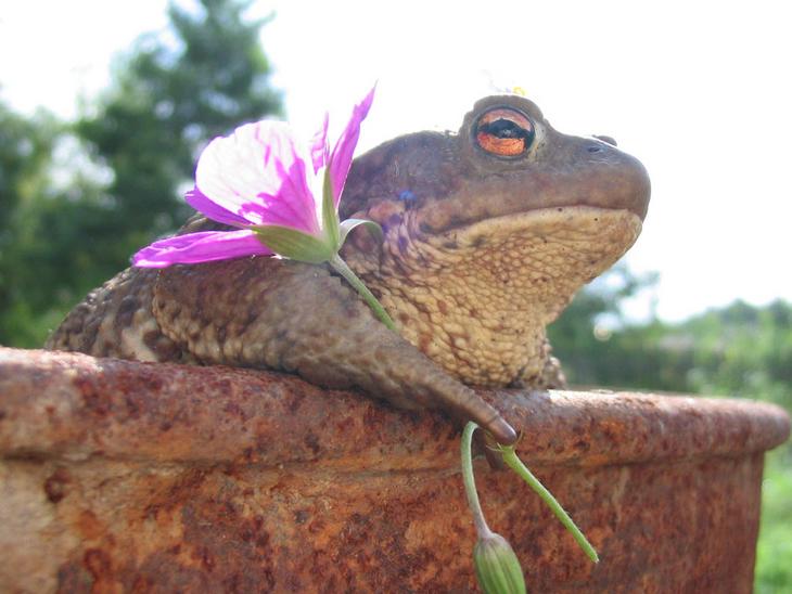 frog-and-flower.jpg