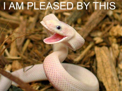 snake-am-pleased-by-this.jpg