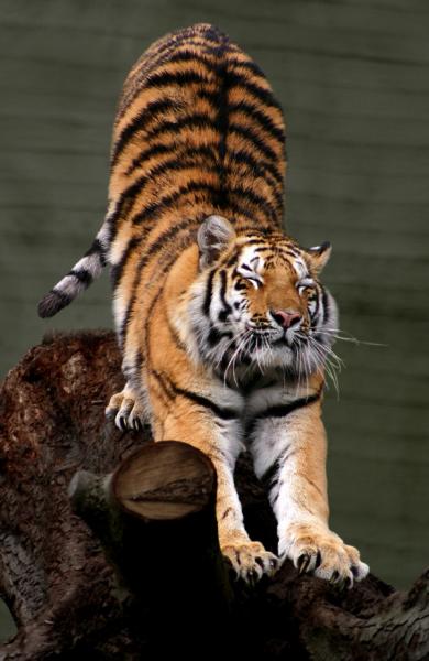 stretchy-tiger.jpg