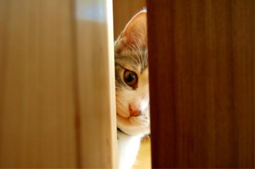 cat-peeping.jpg