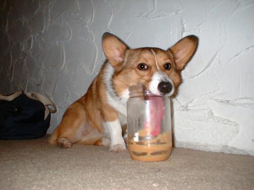 corgi-peanut-butter.jpg