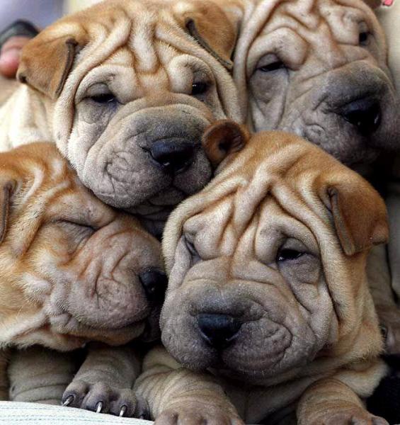cute-puppies.jpg