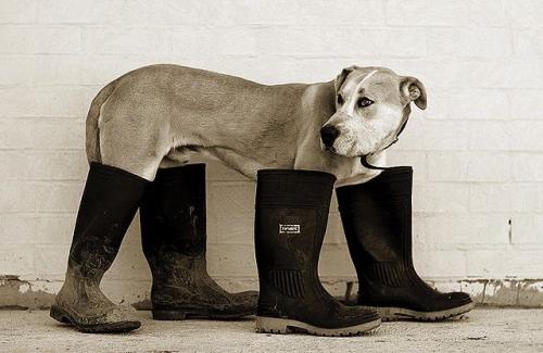 dog-in-boots.jpg