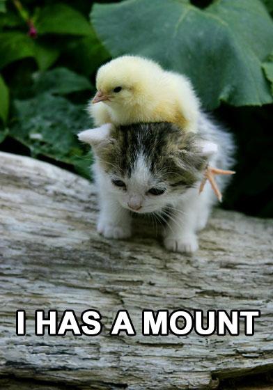 duck-kitten-i-has-a-mount.jpg