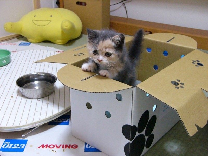 Cute Kitten In A Box « MyConfinedSpace