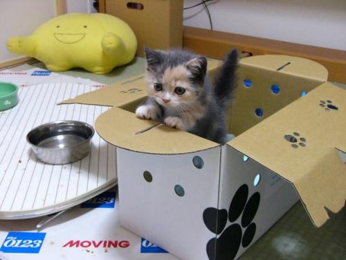 kitten-box.jpg