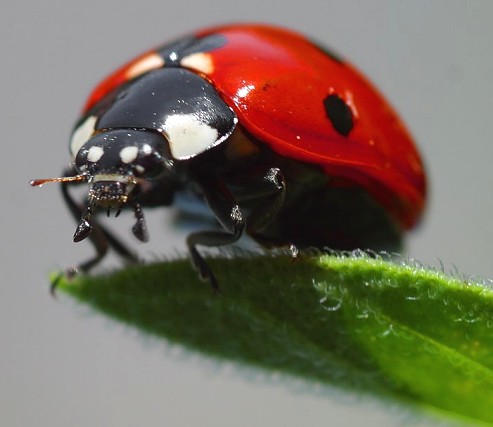 lady-bug.jpg