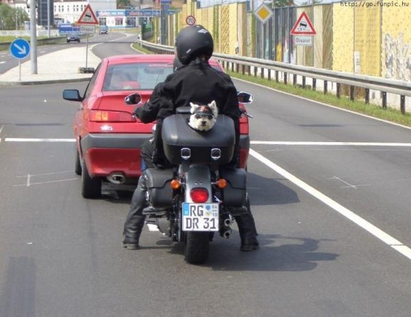 motorcycle-dog-box.jpg