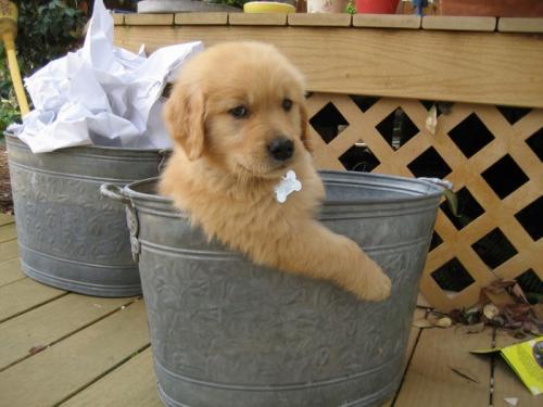 puppy-in-a-pail.jpg