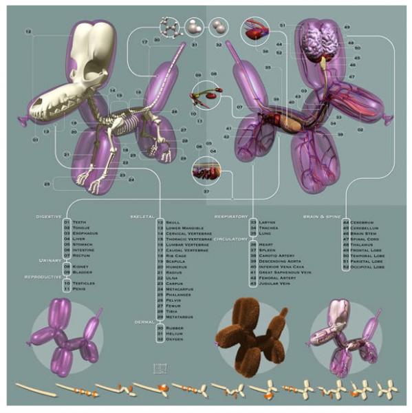 Internal Anatomy of a Balloon Dog