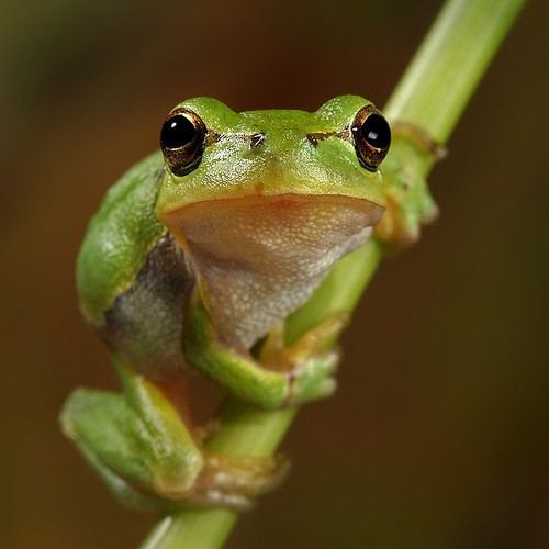 funny-frog.jpg