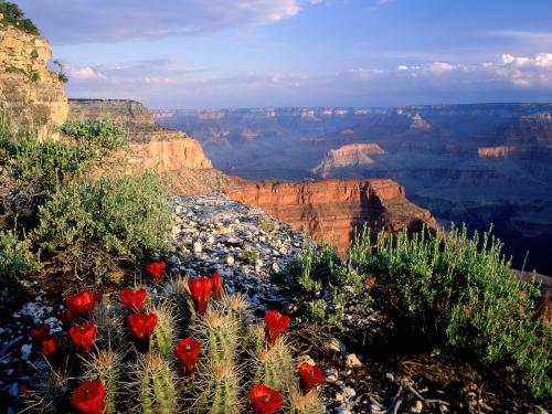 grand-canyon-red-flowers-wallpaper.jpg