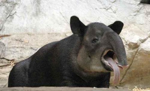 Its A Tapir