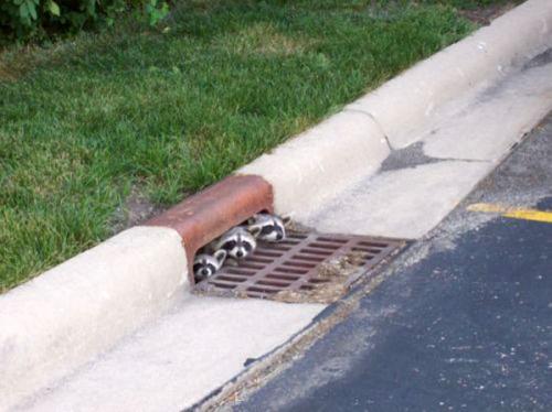 racoon-in-sewer.jpg