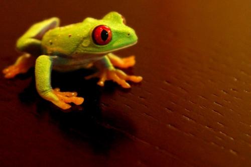 red-eyed-frog.jpg